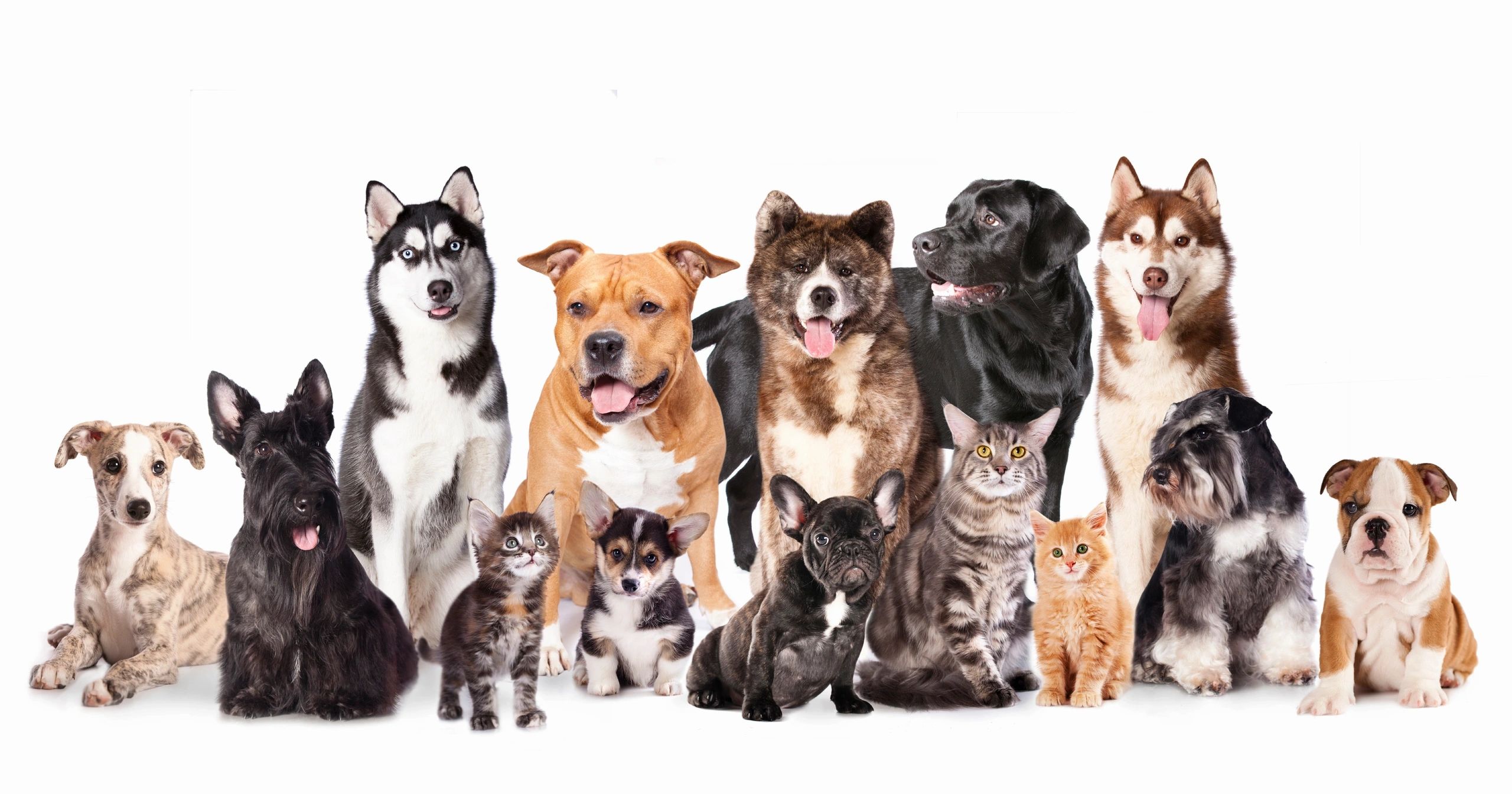 Diverse group of dogs and cats — happy pets served by Pet Door Pros
