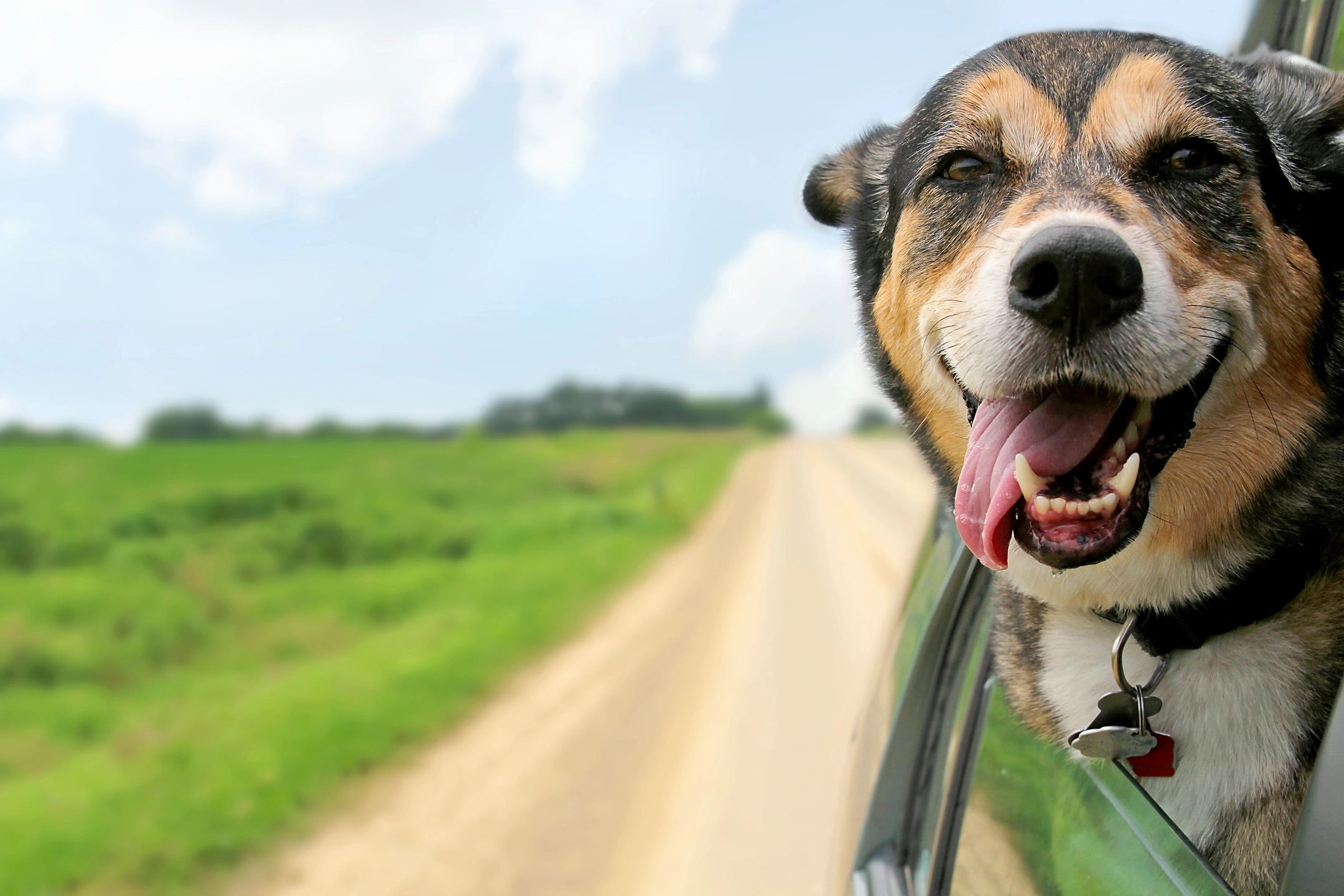 Happy pet owner with dog after pet door installation