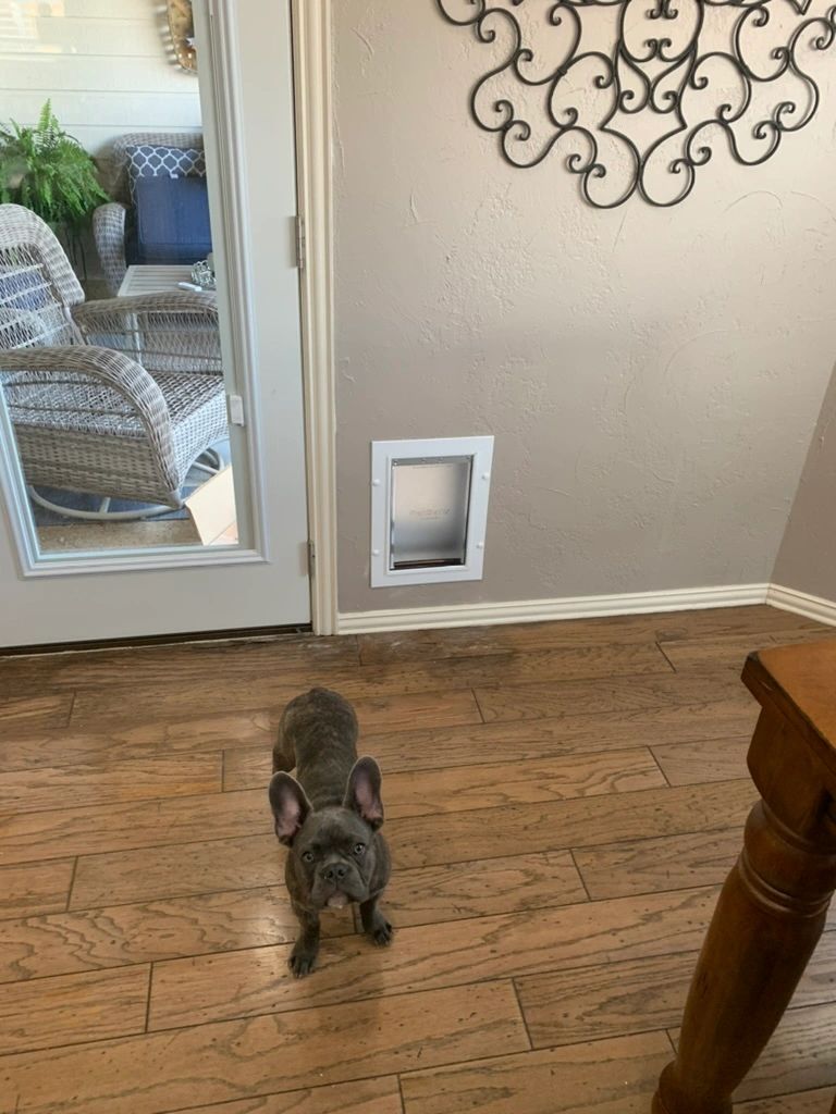 Pet door installed in home door by Pet Door Pros in Celina TX